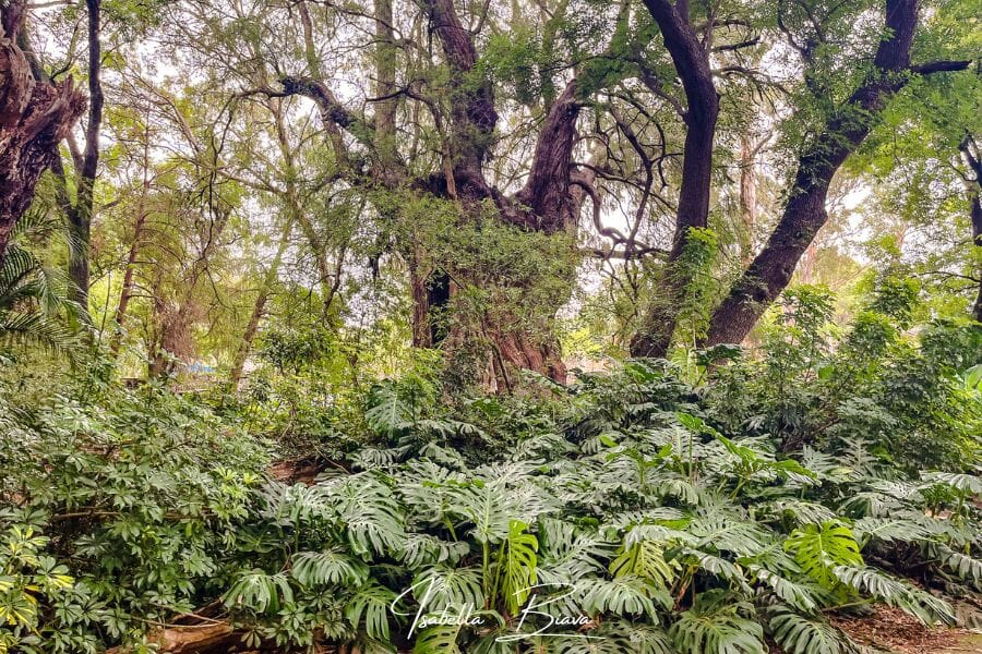 Bosque de los sabinos tree