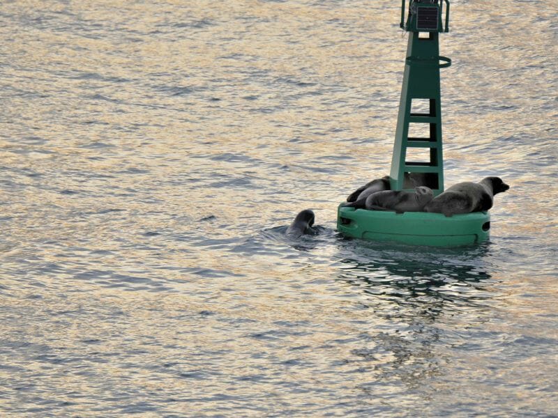 Seals in Ensenada Mexico