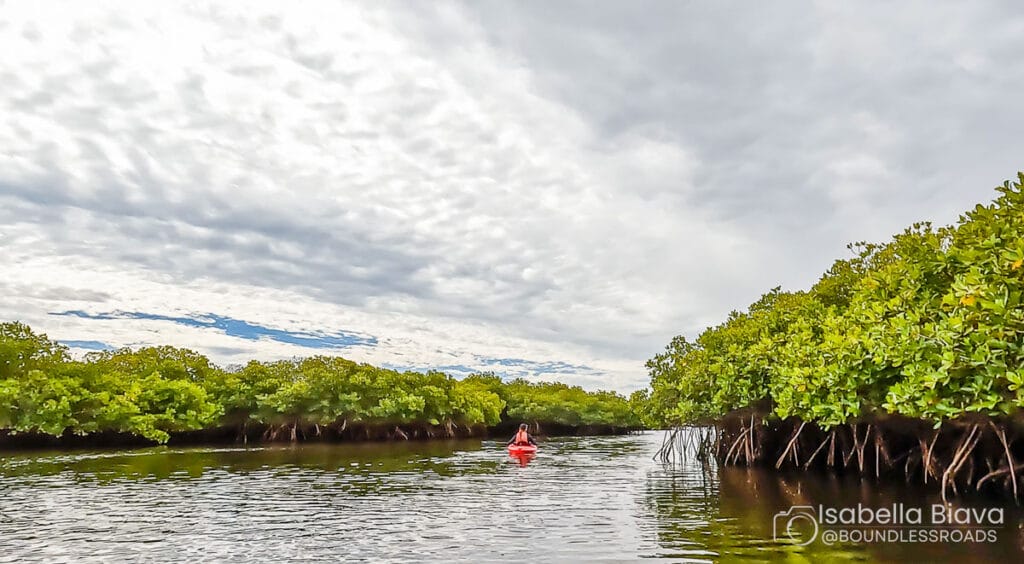 A person kayaks through lush mangrove forests under a cloudy sky, surrounded by calm water reflecting the greenery and atmosphere.