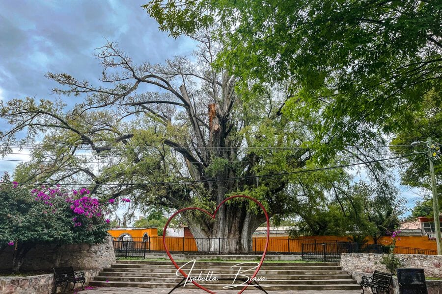 Zimapan Tree