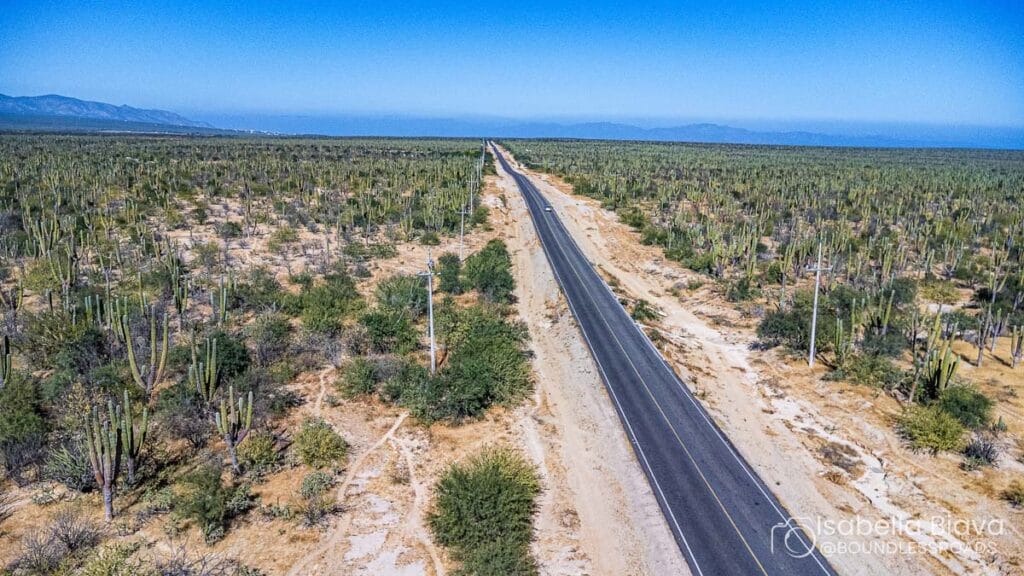 A long desert road stretches into the horizon, flanked by cacti and sparse vegetation under a clear blue sky.