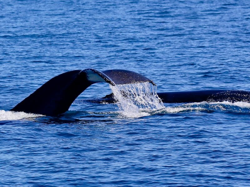 Sea of cortez whale