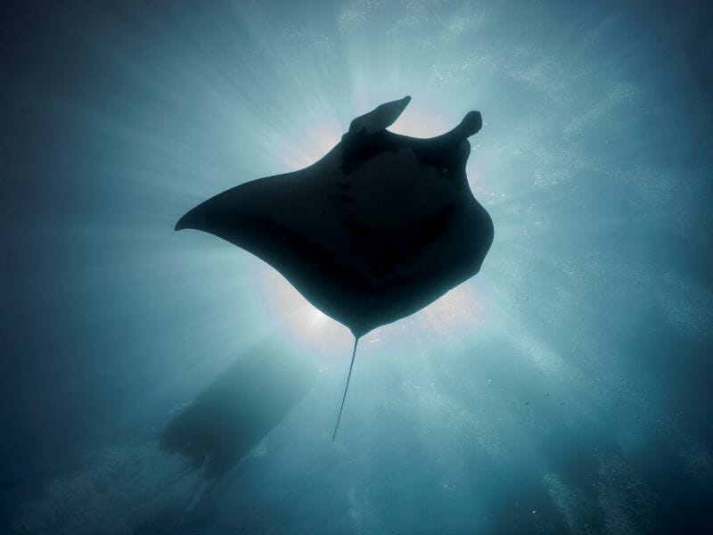Socorro flying manta ray