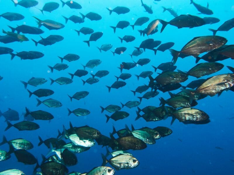 Socorro island diving