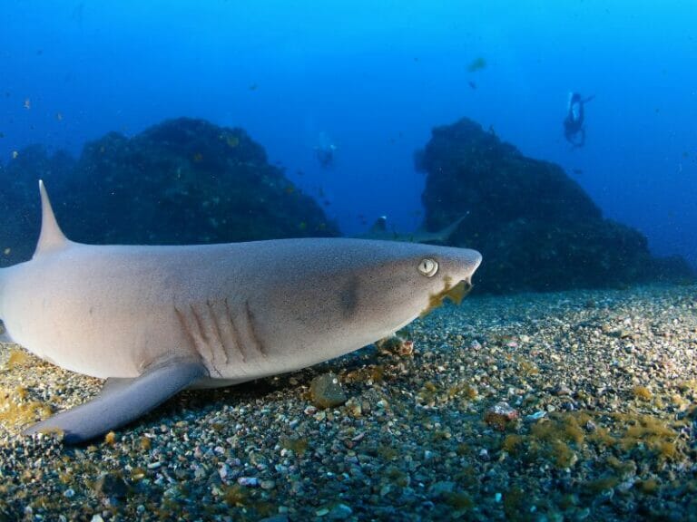 Socorro island diving Liveaboards in Mexico