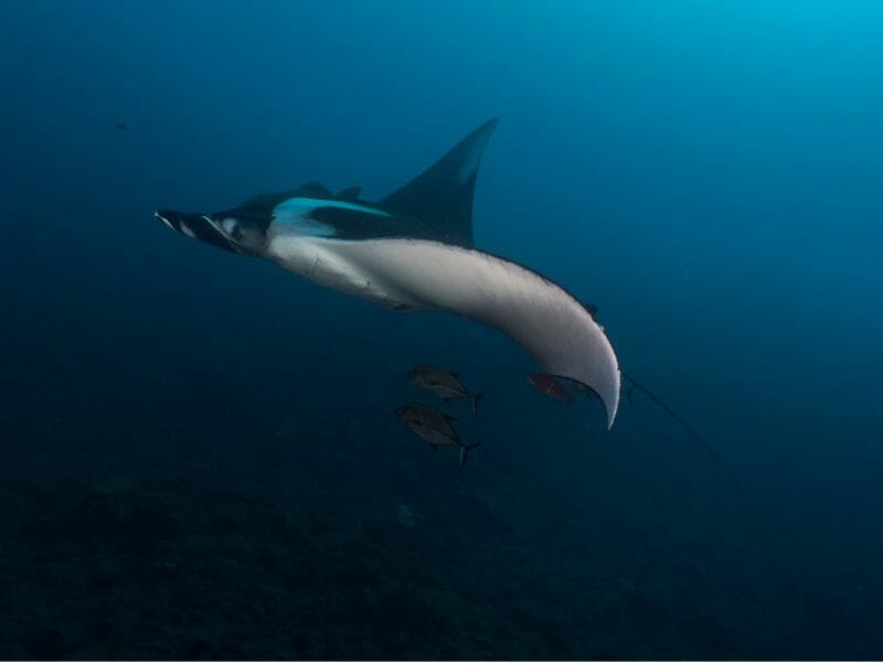 Socorro island flying manta ray