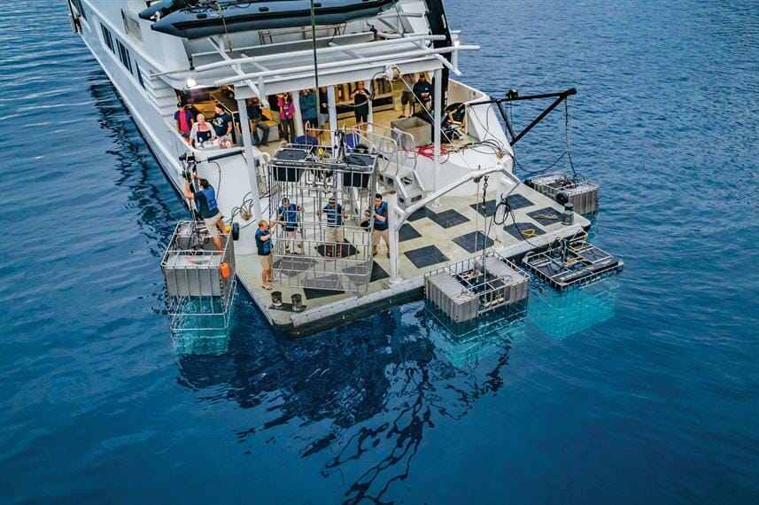 Belle amie shark Operation 
