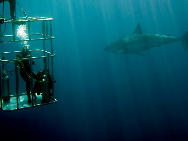 cage diving Guadalupe island