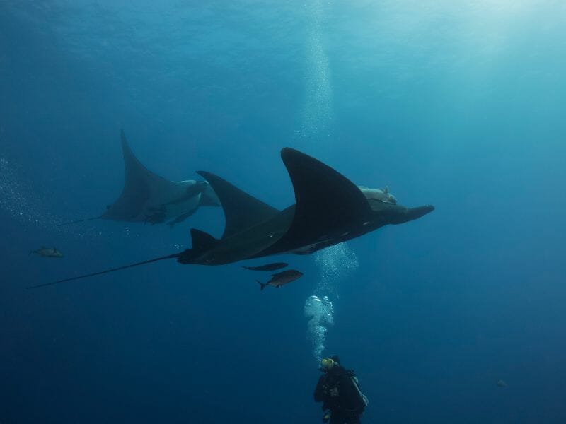Diving in Socorro Islands