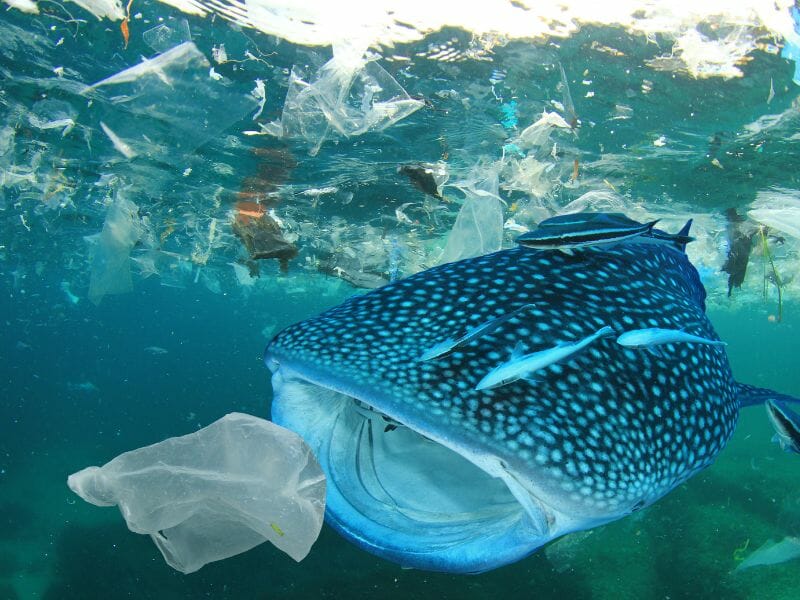 Whale-shark about to eat a plastic bag