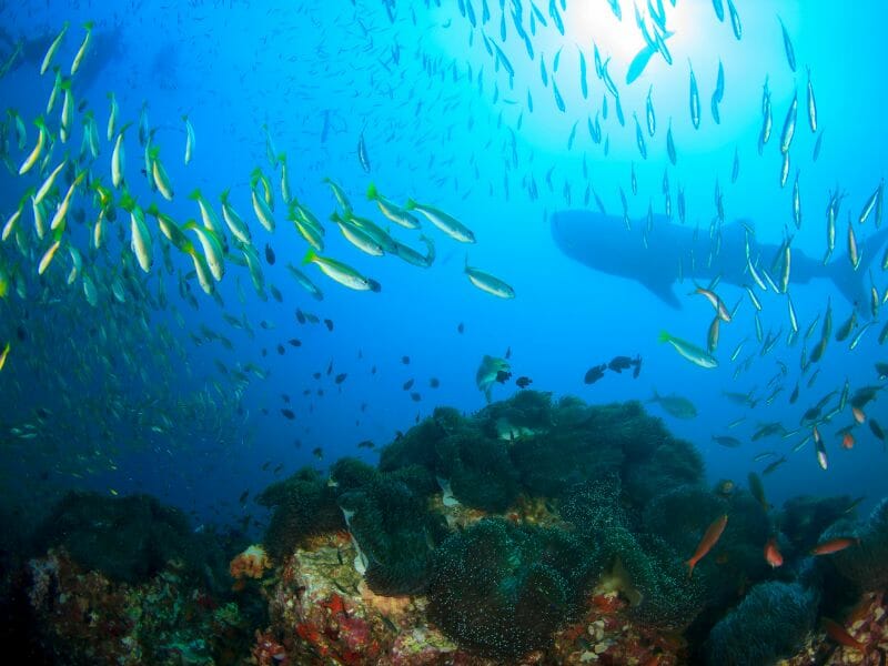 Whale shark and fishes over coral reefs