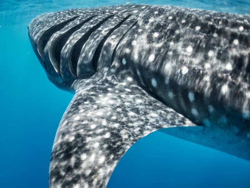Whale-shark breathing
