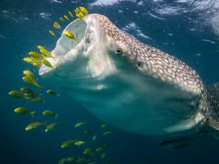 Whale-shark feeding itself
