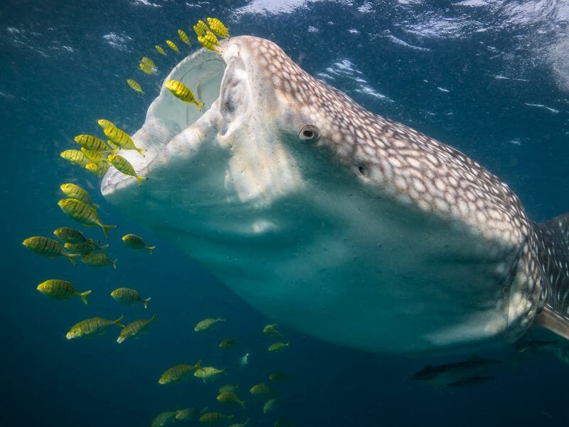 Whale-shark feeding itself