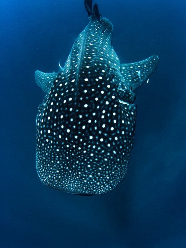 Whale shark view from below