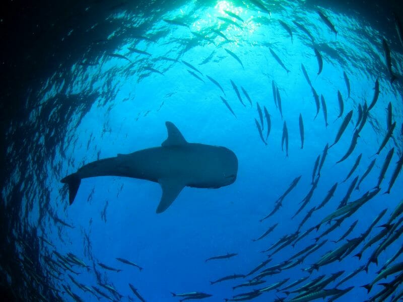 Whale-shark in a circle of fishes