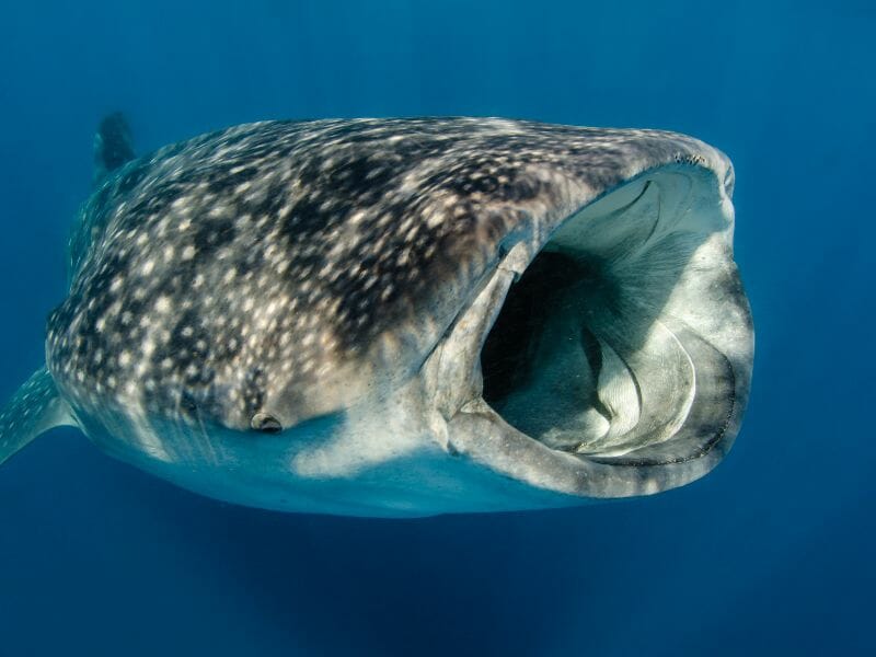 Whale-shark mouth open