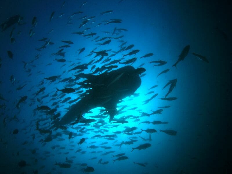 Whale shark surrounded by other fishes
