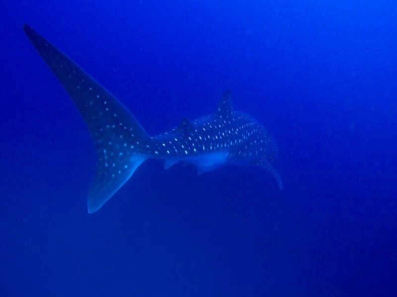 Whale Sharks tale