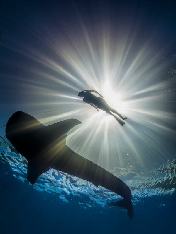 snorkeler swimming over a Whale-shark