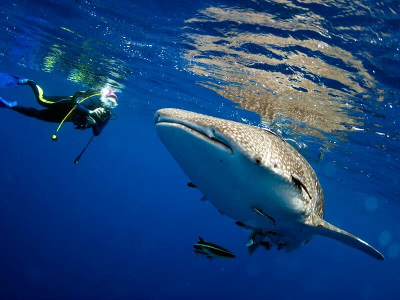 whale sharks in the sea with a photographer