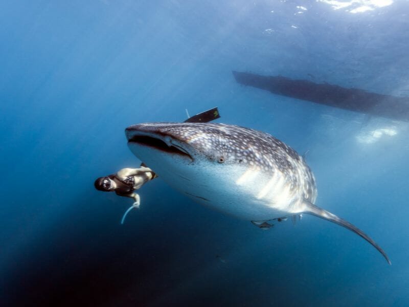 whale sharks in the sea with a sorkeler