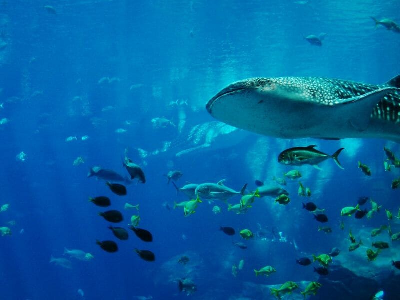 whale sharks in the sea with other fishes