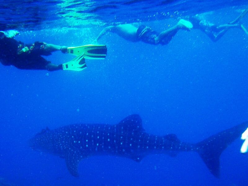 whale sharks in the sea with a sorkeler