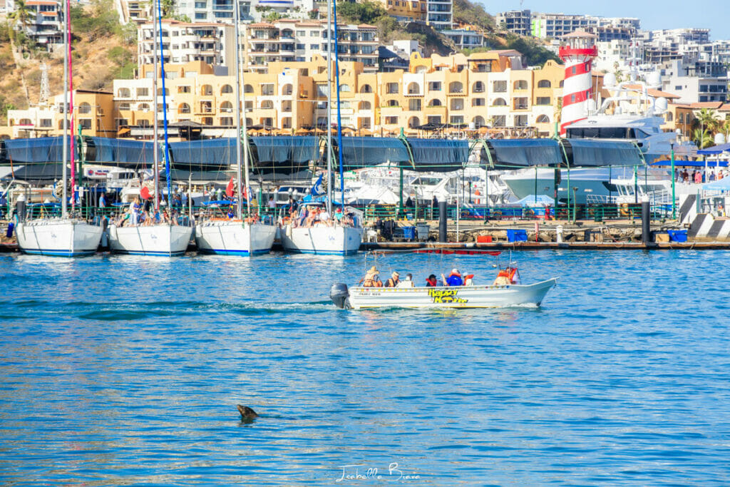 Sail Boats in the Marina with a sealion swimming 