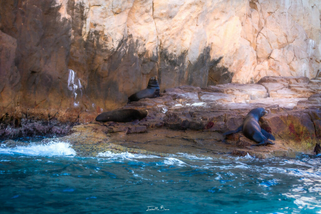 Sea Lions in Cabo near the arch