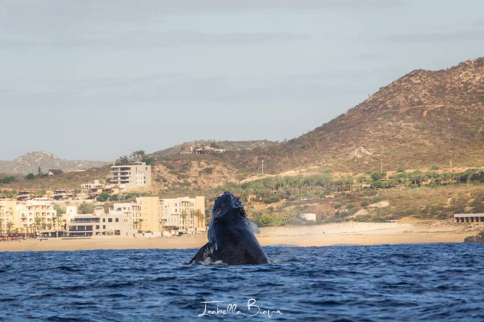 Whale head