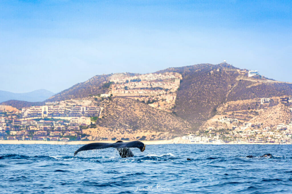 Whale watching in Cabo