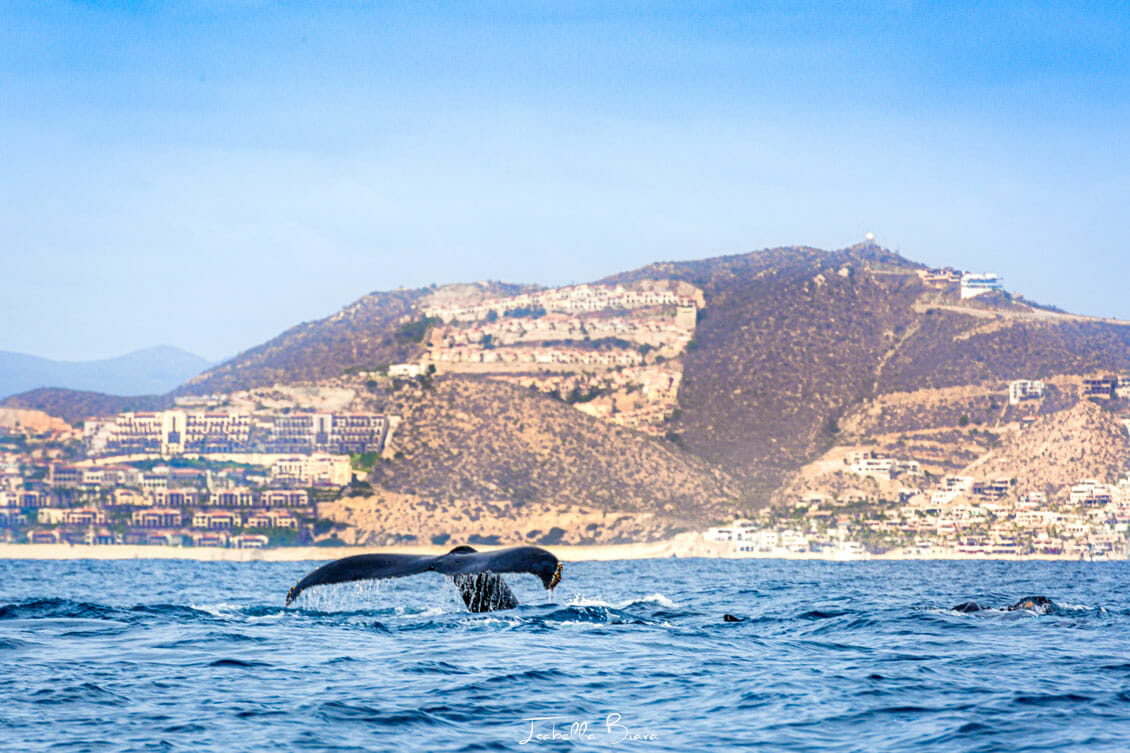 Whale watching in Cabo