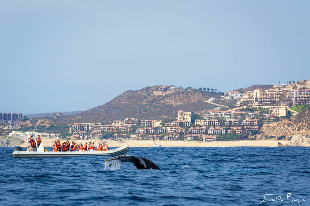 Whale tale watched by tourists in a Zodiac