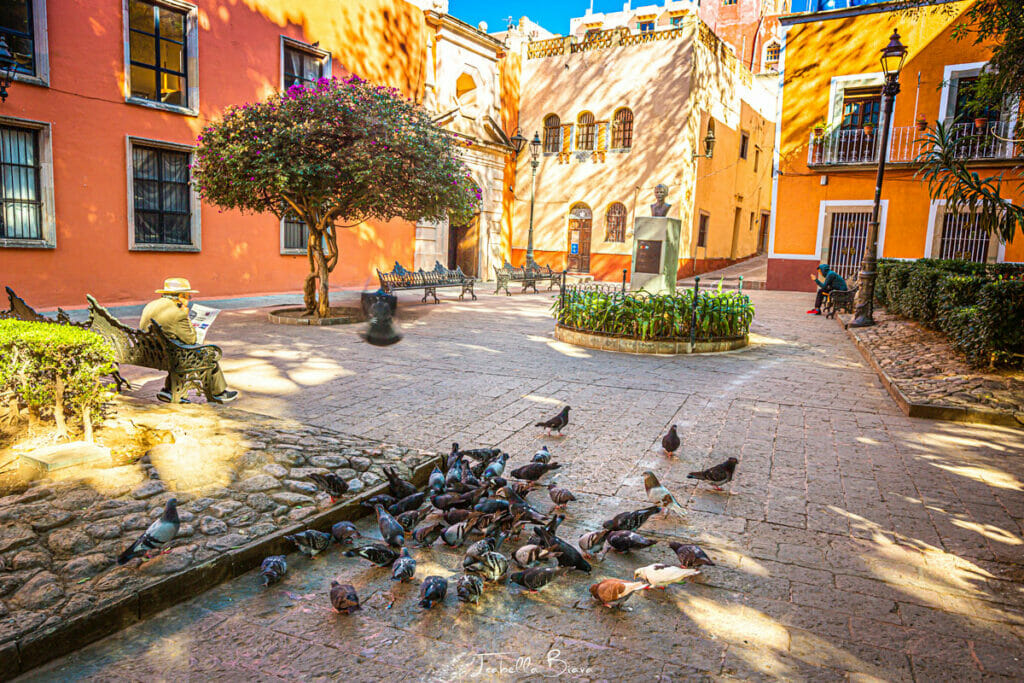 Guanajuato Plaza man reading while sitting on a bench and pigeons eating 