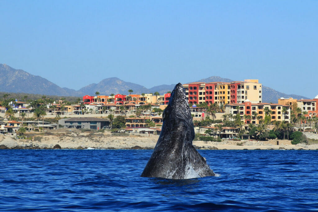Whale head - whale watching tour in Cabo