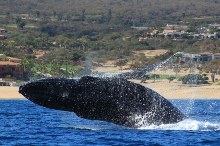 Whale Breaching in Cabo San Lucas