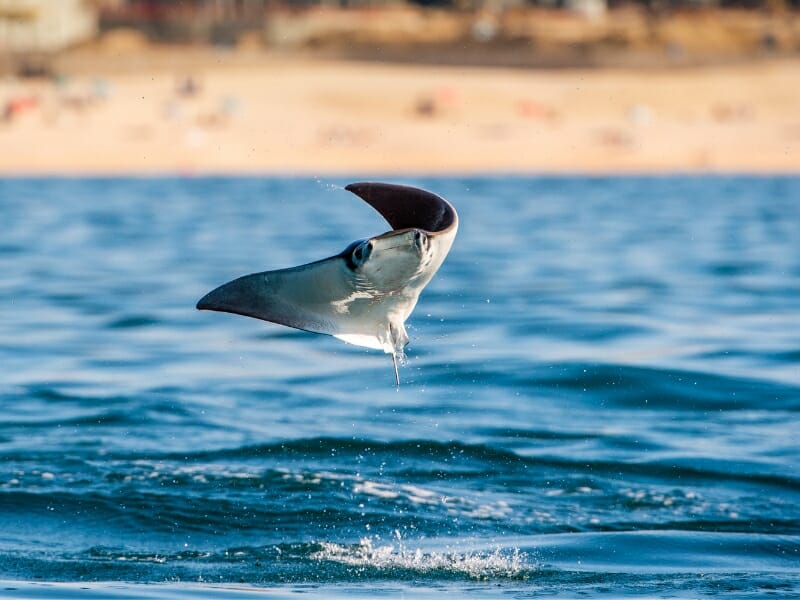 Mobula Ray jumping out of water
