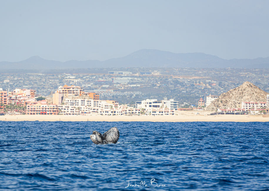 Smal whale tail