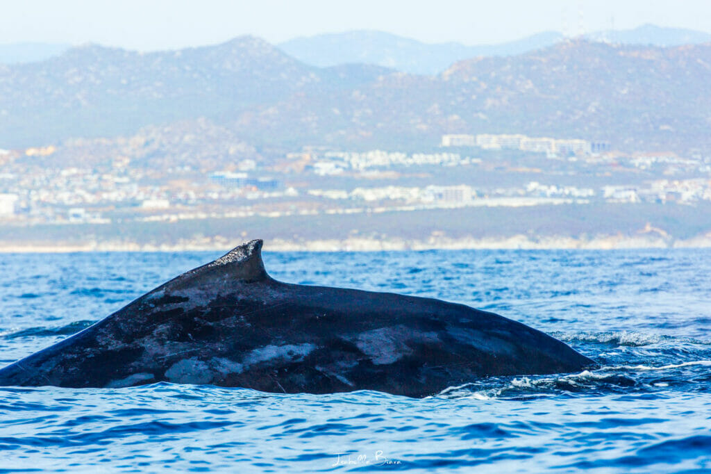 whale back close up