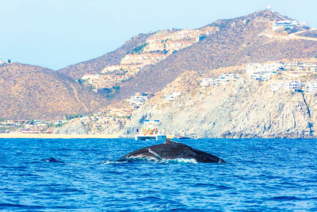 Whale watching in a catamaran
