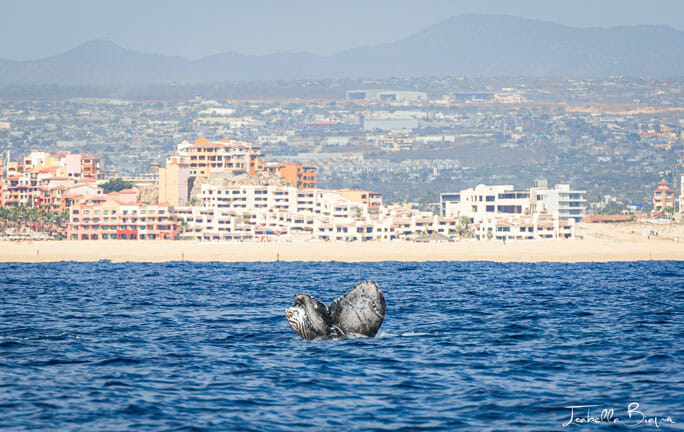 whale small tale