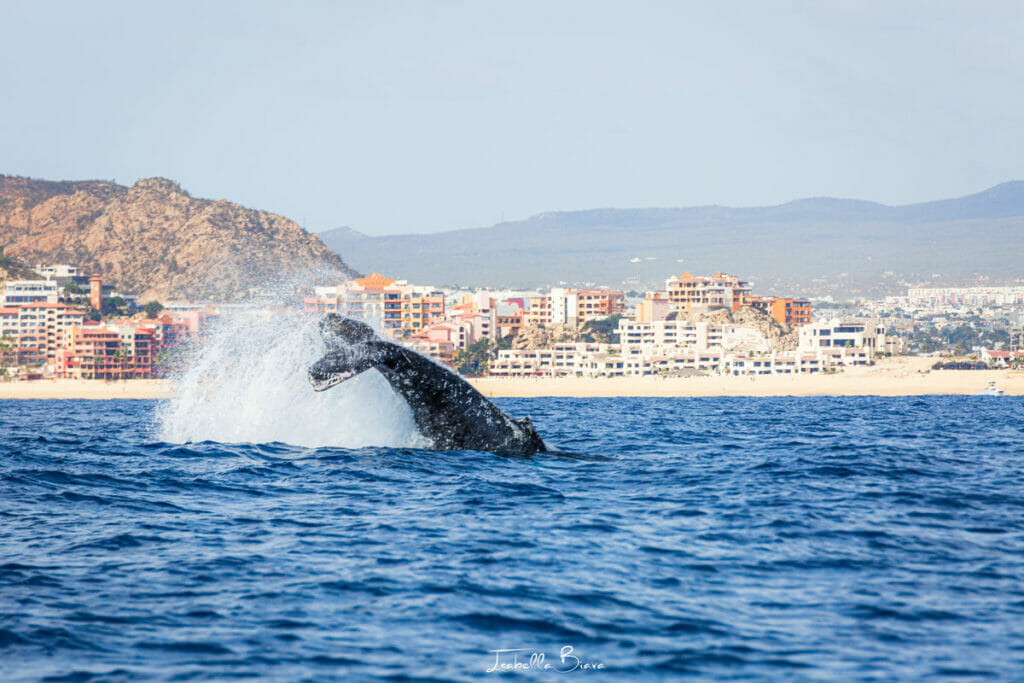 Whale Slapping in Cabo