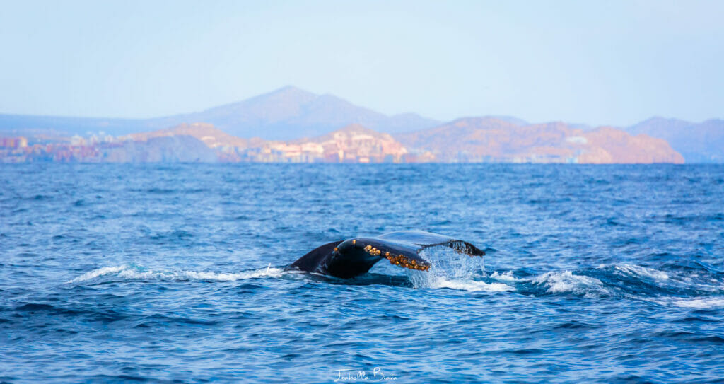 whale tale cabo tour