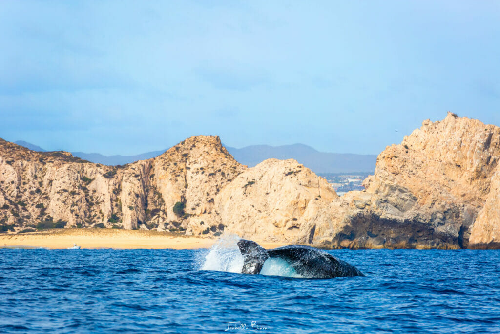 whale tale slapping