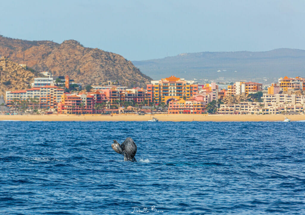 whale tail up