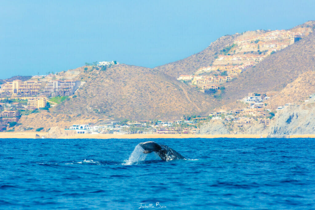Whale tail in Cabo San Lucas in January
