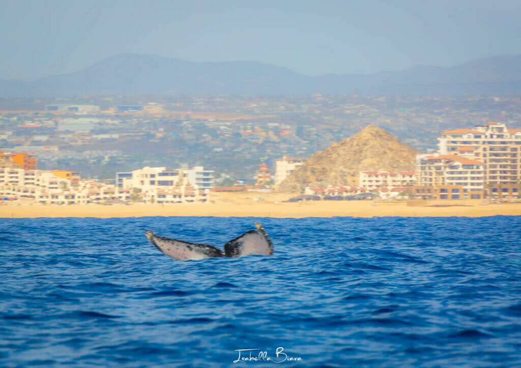 whale tour cabo san lucas