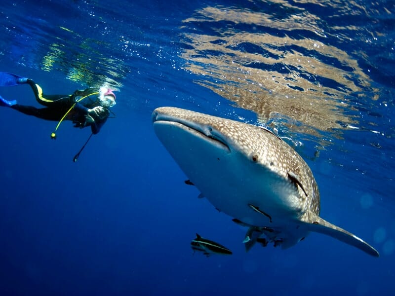 Swimming with whale sharks