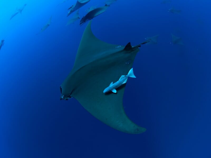 Mobula Ray in Cabo San Lucas Mexico